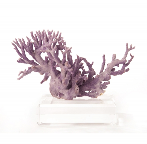 Purple Coral on Lucite Base