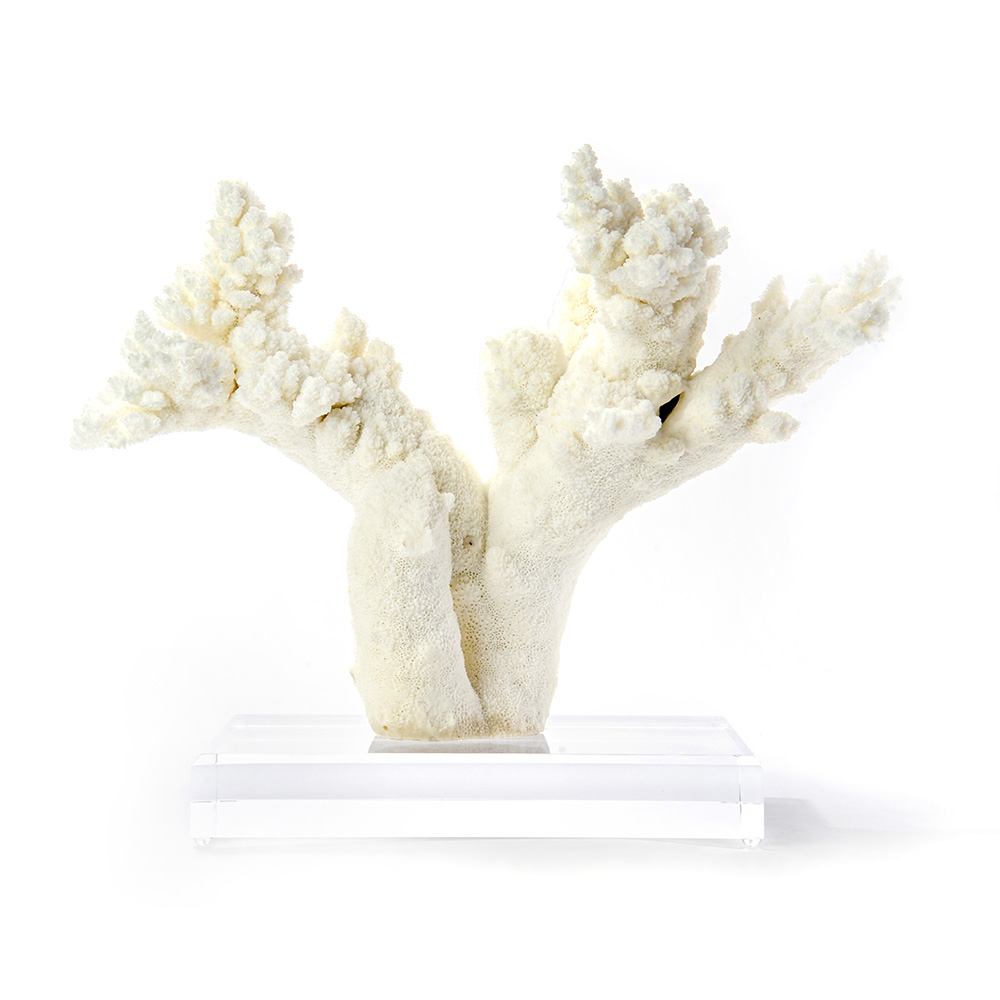 Branch Coral on Lucite Base