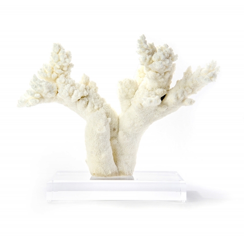 Branch Coral on Lucite Base