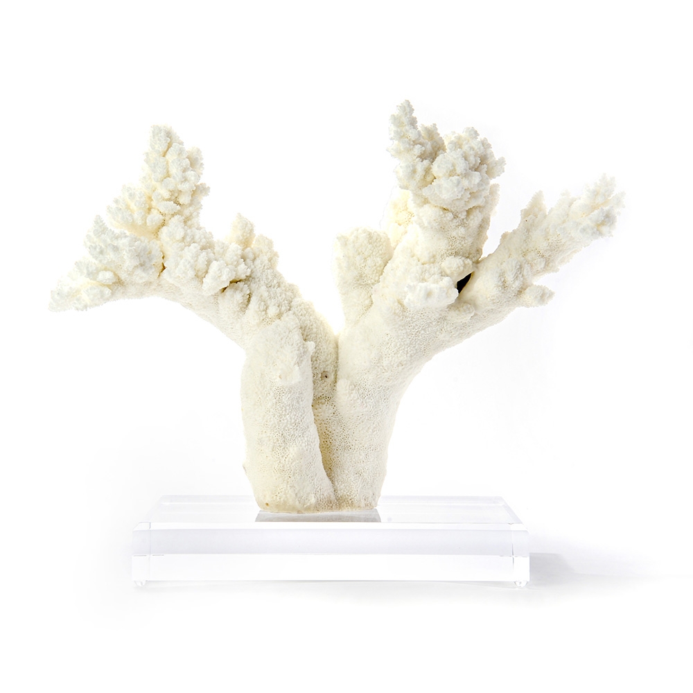 Branch Coral on Lucite Base HD-1240-0000_mtd.JPG