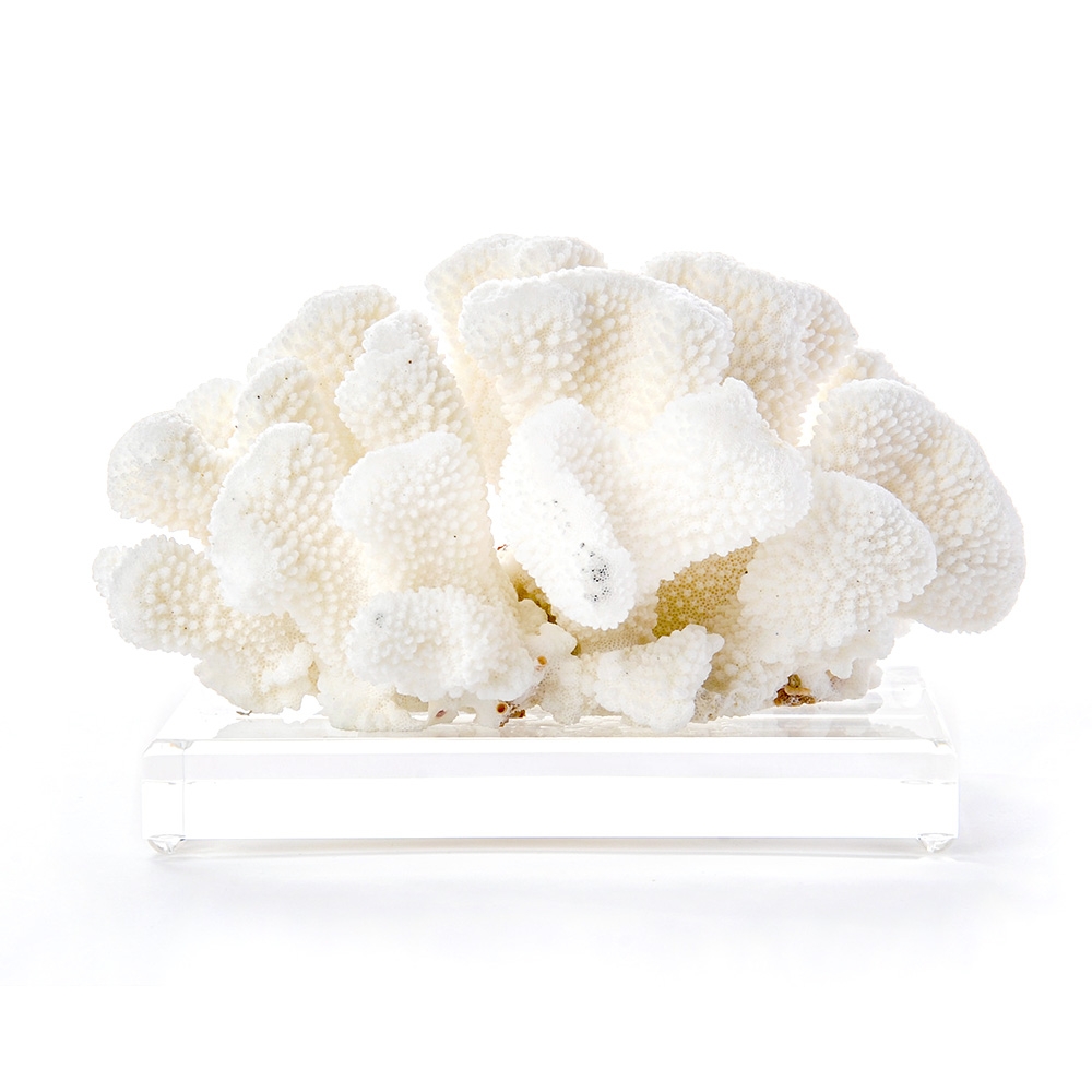 Cat's Paw Coral on Lucite Base HD-1252-0000_mtd.JPG