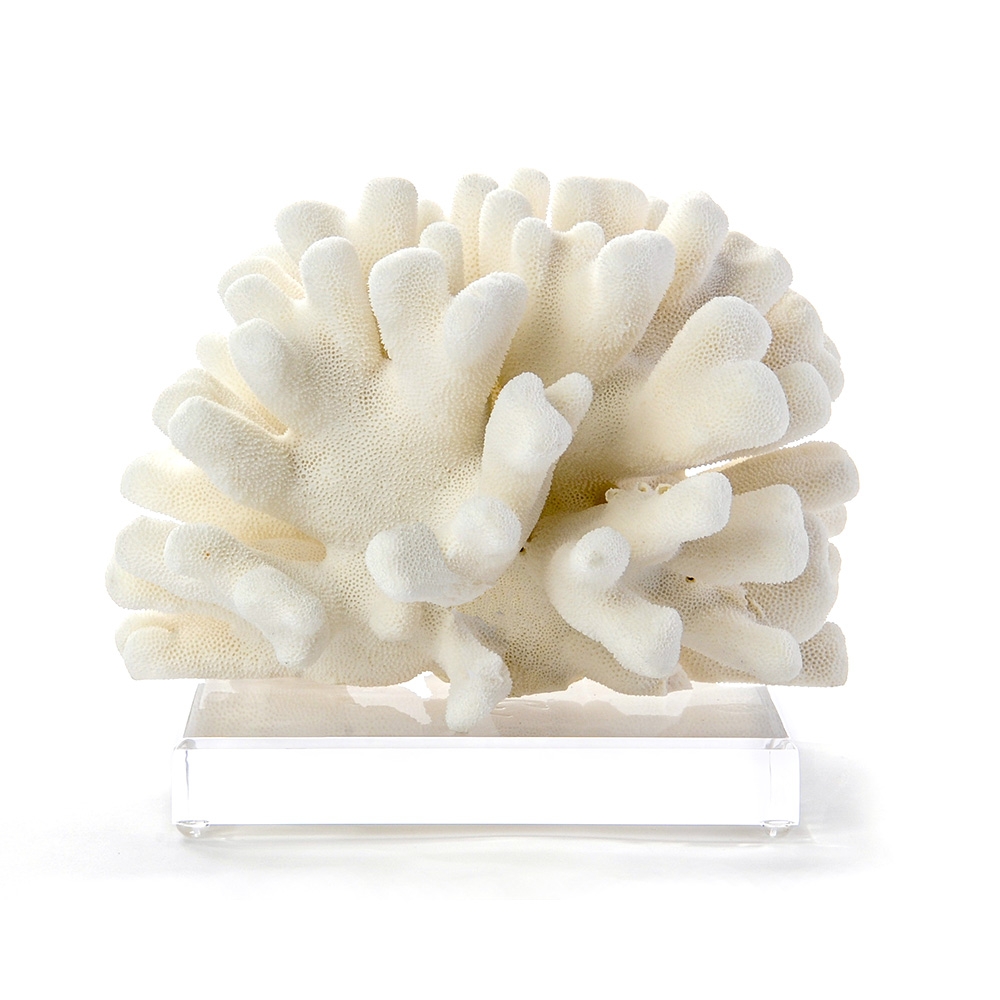 Cauliflower Coral on Lucite Base HD-1253-0000_mtd.JPG
