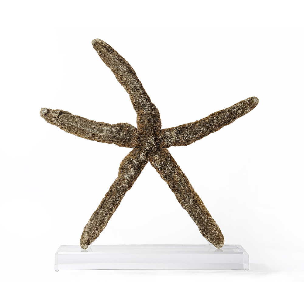 Natural Starfish on Lucite Base