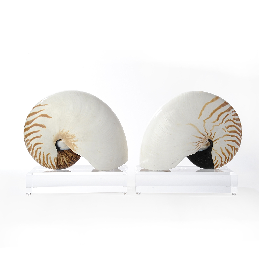 Large Nautilus Shell Pair on Lucite Base HD-2105-0000.JPG