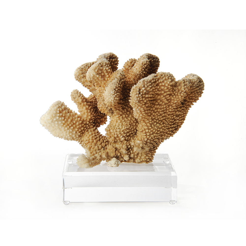 Natural Cauliflower Coral on Lucite Base